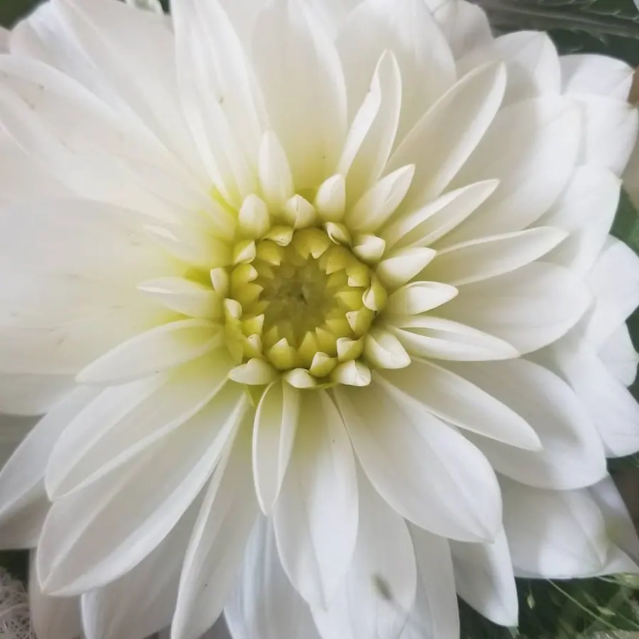 Gros plan de fleurs fraîches réalisée par MC Maison des Créations, fleuriste à Beuvrages