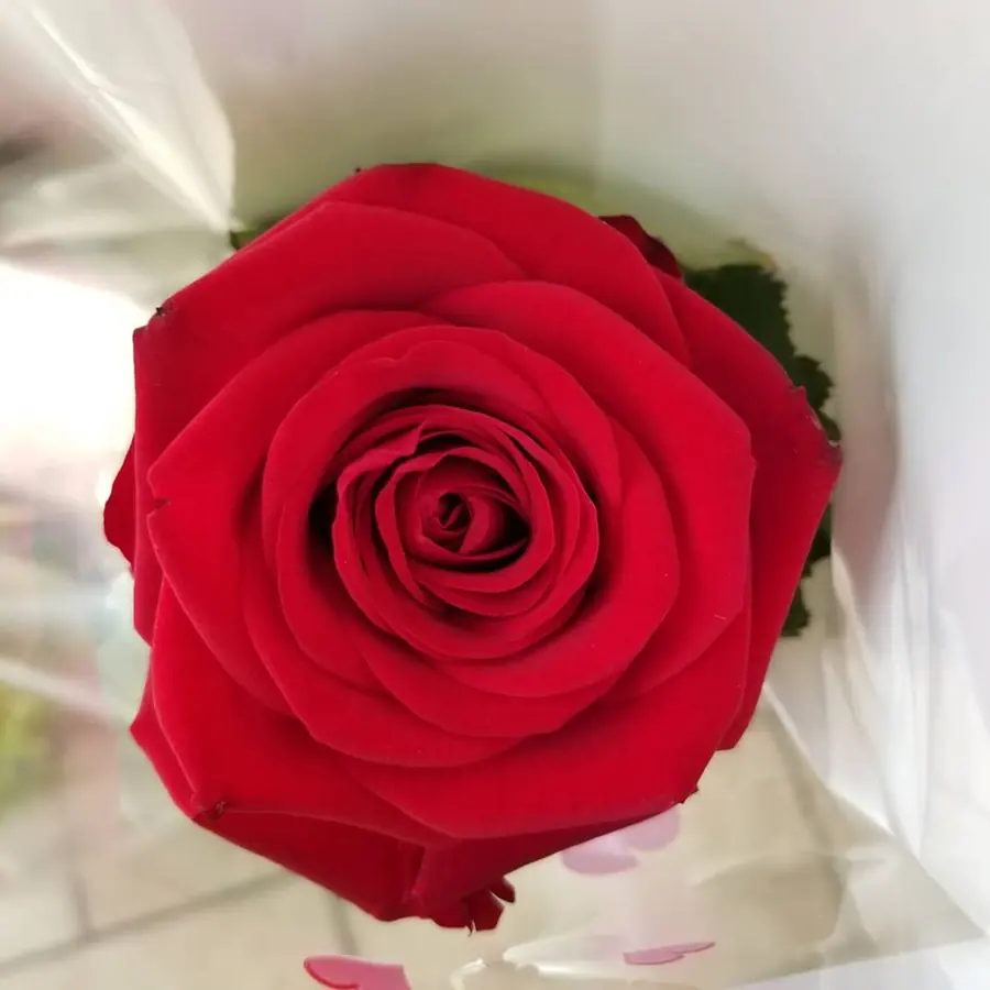 Gros plan de fleurs fraîches réalisée par MC Maison des Créations, fleuriste à Beuvrages