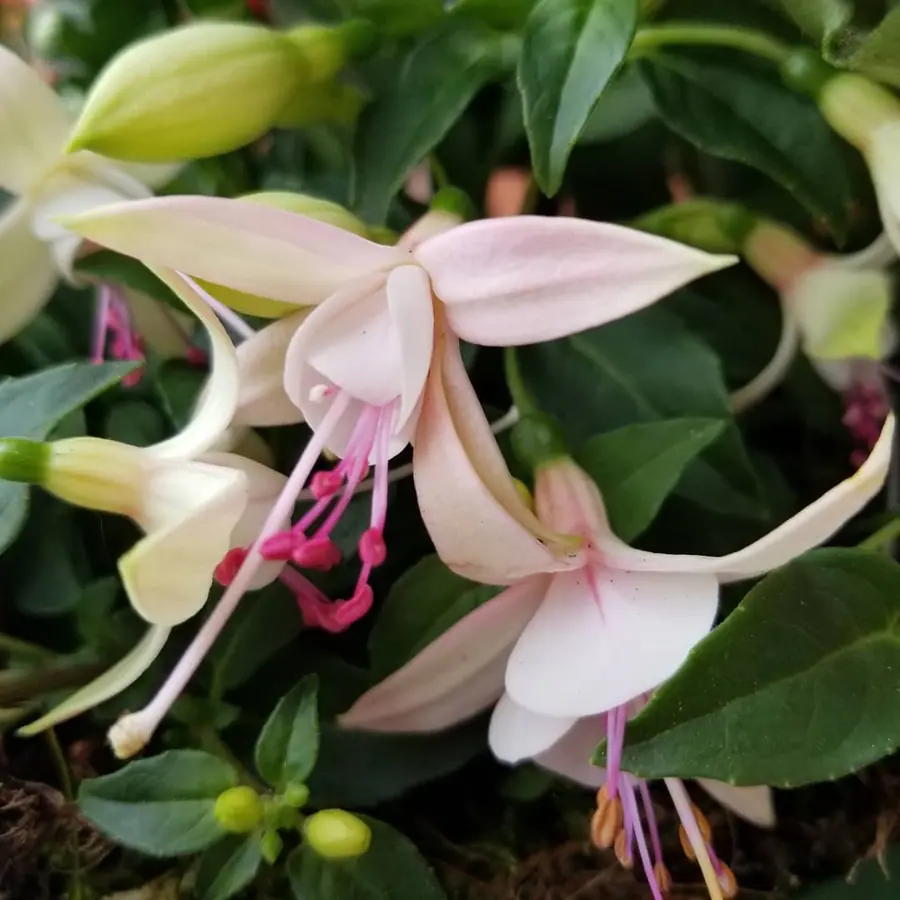 Gros plan de fleurs fraîches réalisée par MC Maison des Créations, fleuriste à Beuvrages