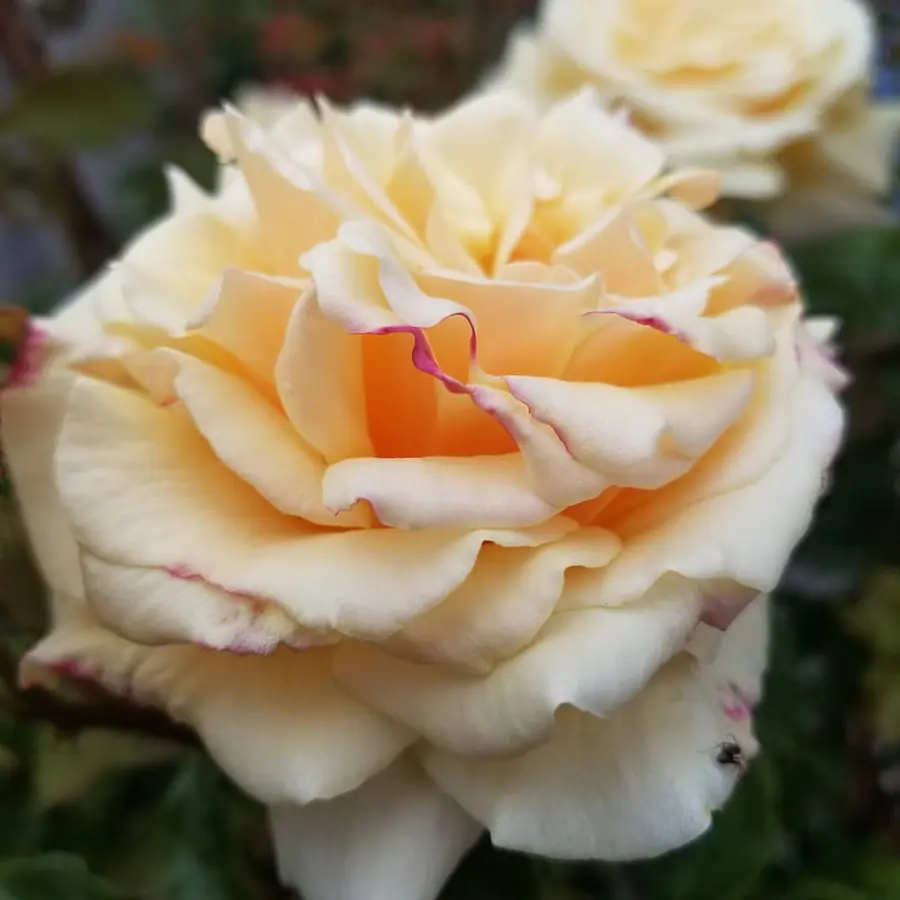 Gros plan de fleurs fraîches réalisée par MC Maison des Créations, fleuriste à Beuvrages