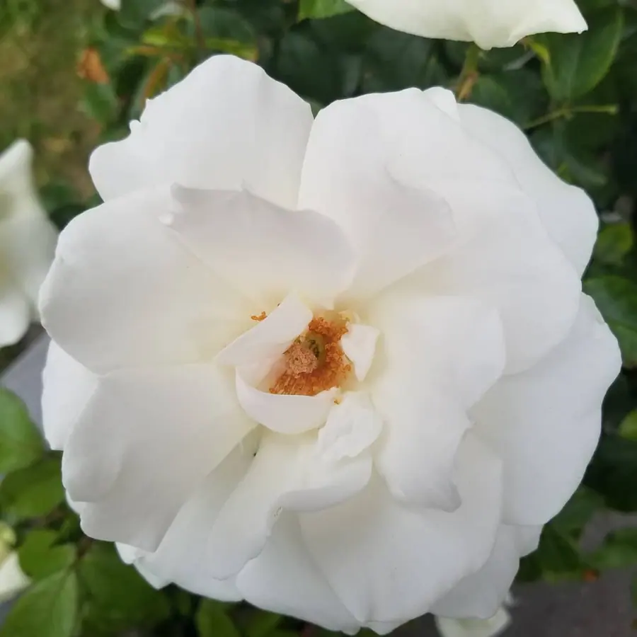 Gros plan de fleurs fraîches réalisée par MC Maison des Créations, fleuriste à Beuvrages