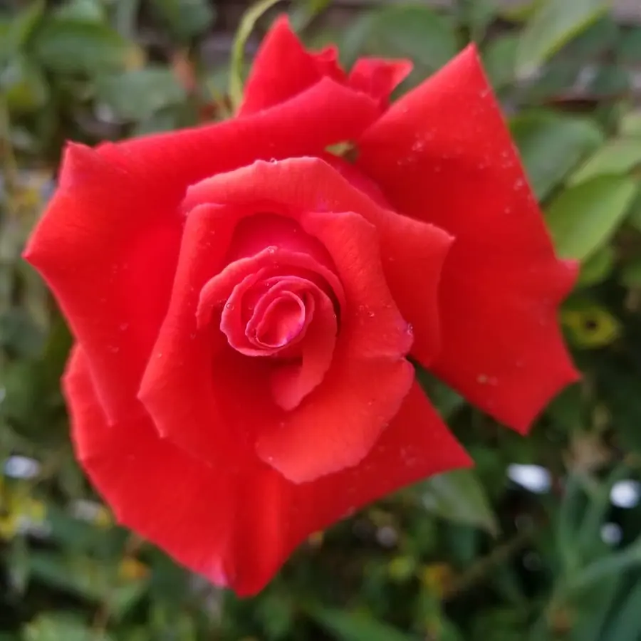 Gros plan de fleurs fraîches réalisée par MC Maison des Créations, fleuriste à Beuvrages