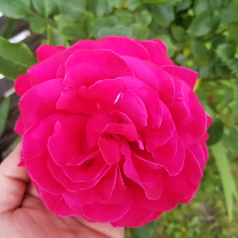 Gros plan de fleurs fraîches réalisée par MC Maison des Créations, fleuriste à Beuvrages