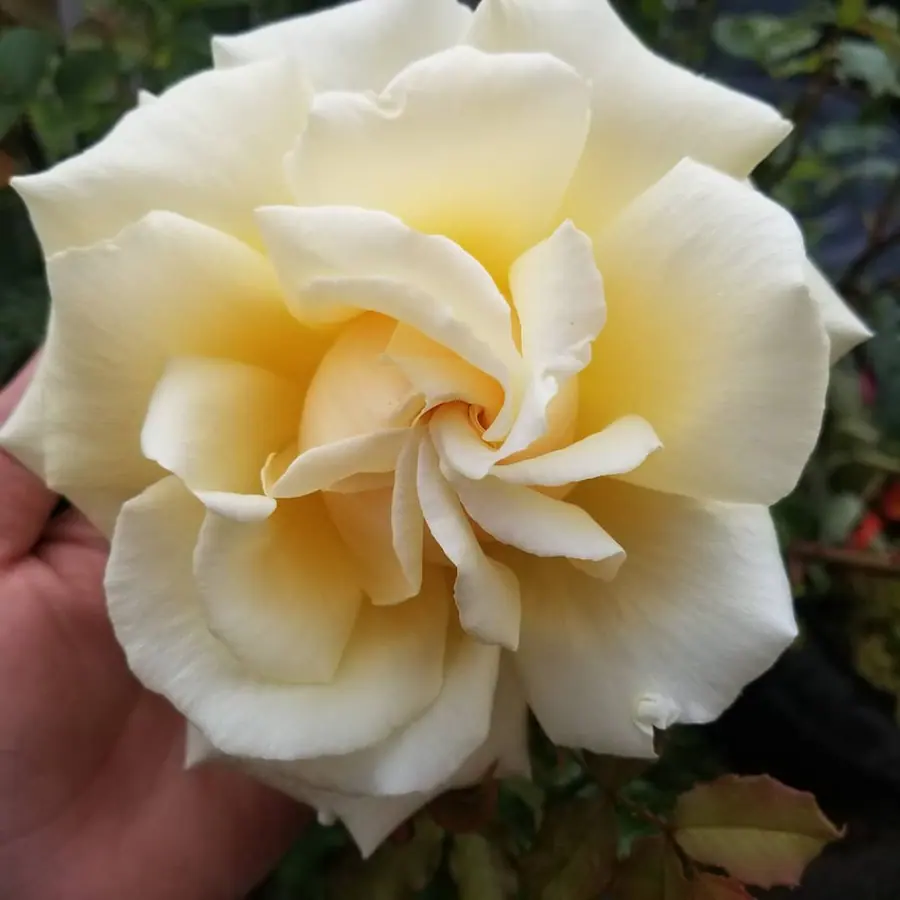Gros plan de fleurs fraîches réalisée par MC Maison des Créations, fleuriste à Beuvrages
