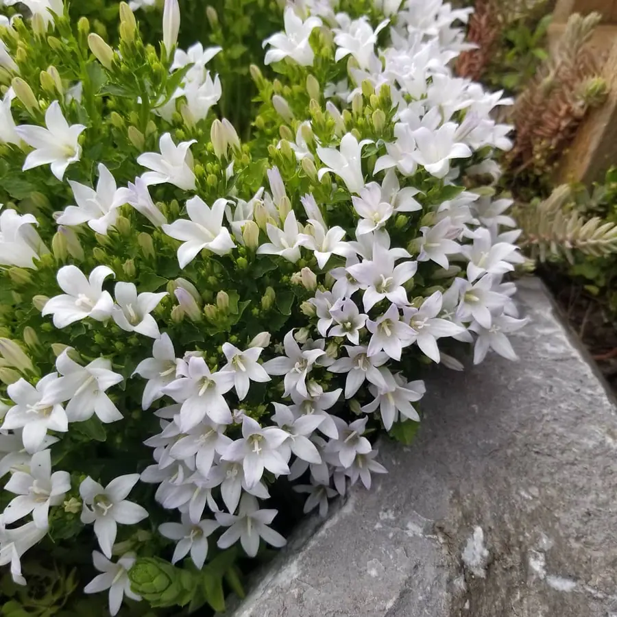 Gros plan de fleurs fraîches réalisée par MC Maison des Créations, fleuriste à Beuvrages