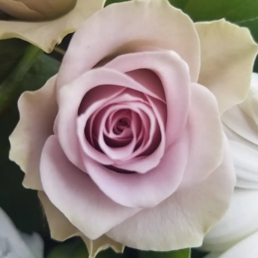 Gros plan de fleurs fraîches réalisée par MC Maison des Créations, fleuriste à Beuvrages