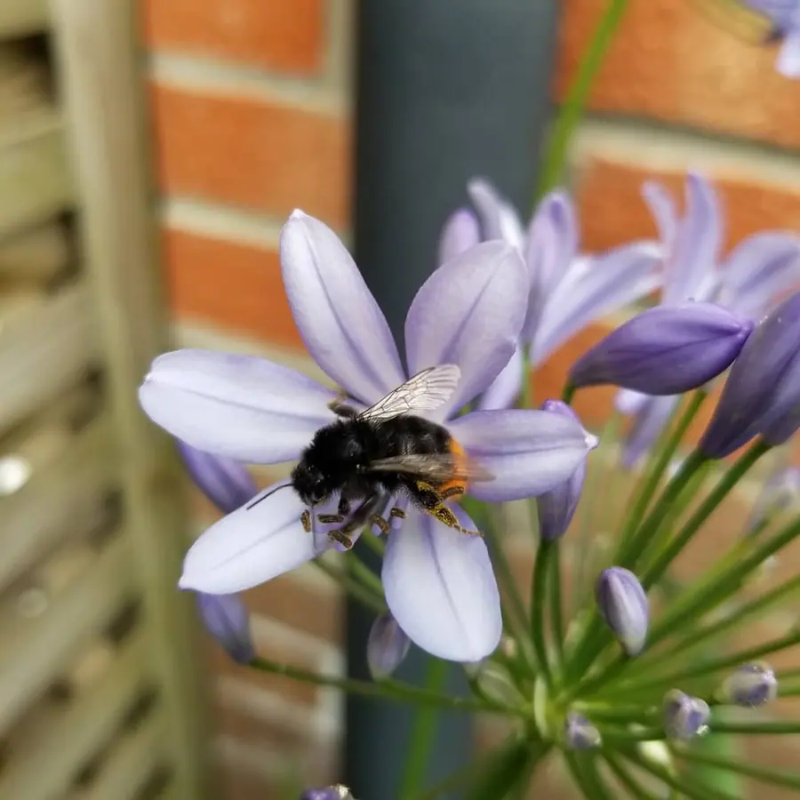Gros plan de fleurs fraîches réalisée par MC Maison des Créations, fleuriste à Beuvrages