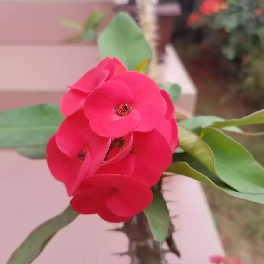 Gros plan de fleurs fraîches réalisée par MC Maison des Créations, fleuriste à Beuvrages