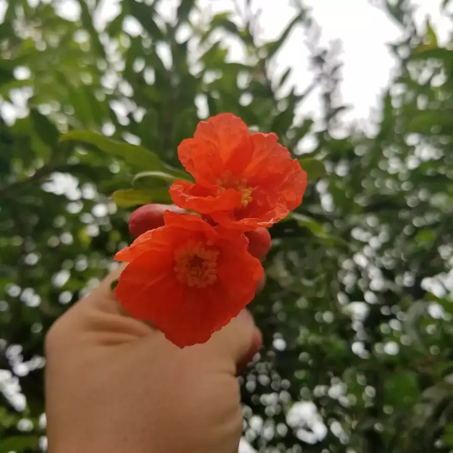 Gros plan de fleurs fraîches réalisée par MC Maison des Créations, fleuriste à Beuvrages