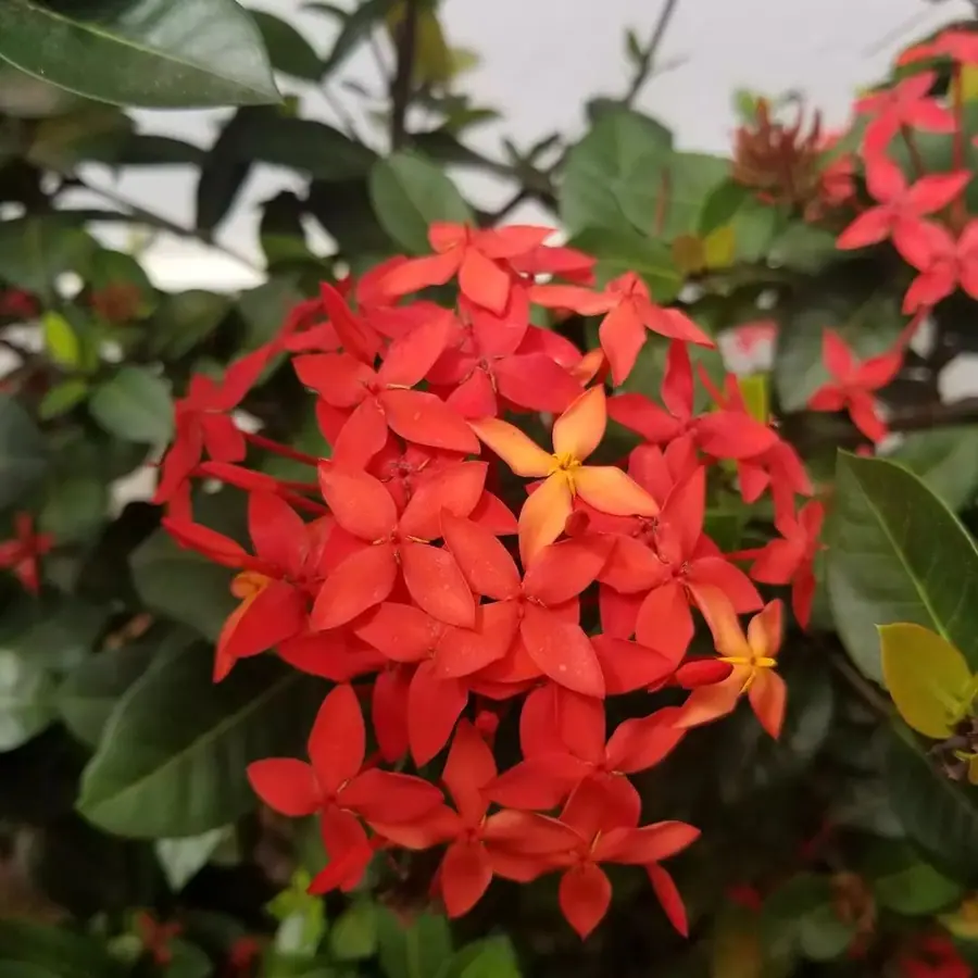 Gros plan de fleurs fraîches réalisée par MC Maison des Créations, fleuriste à Beuvrages