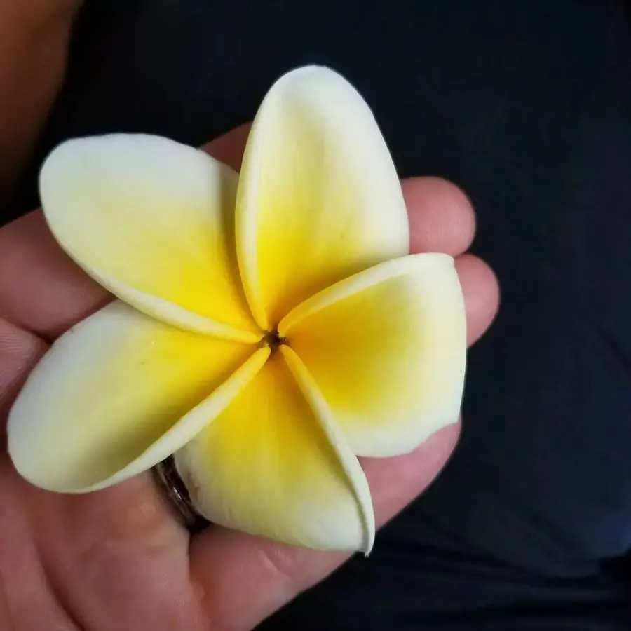 Gros plan de fleurs fraîches réalisée par MC Maison des Créations, fleuriste à Beuvrages