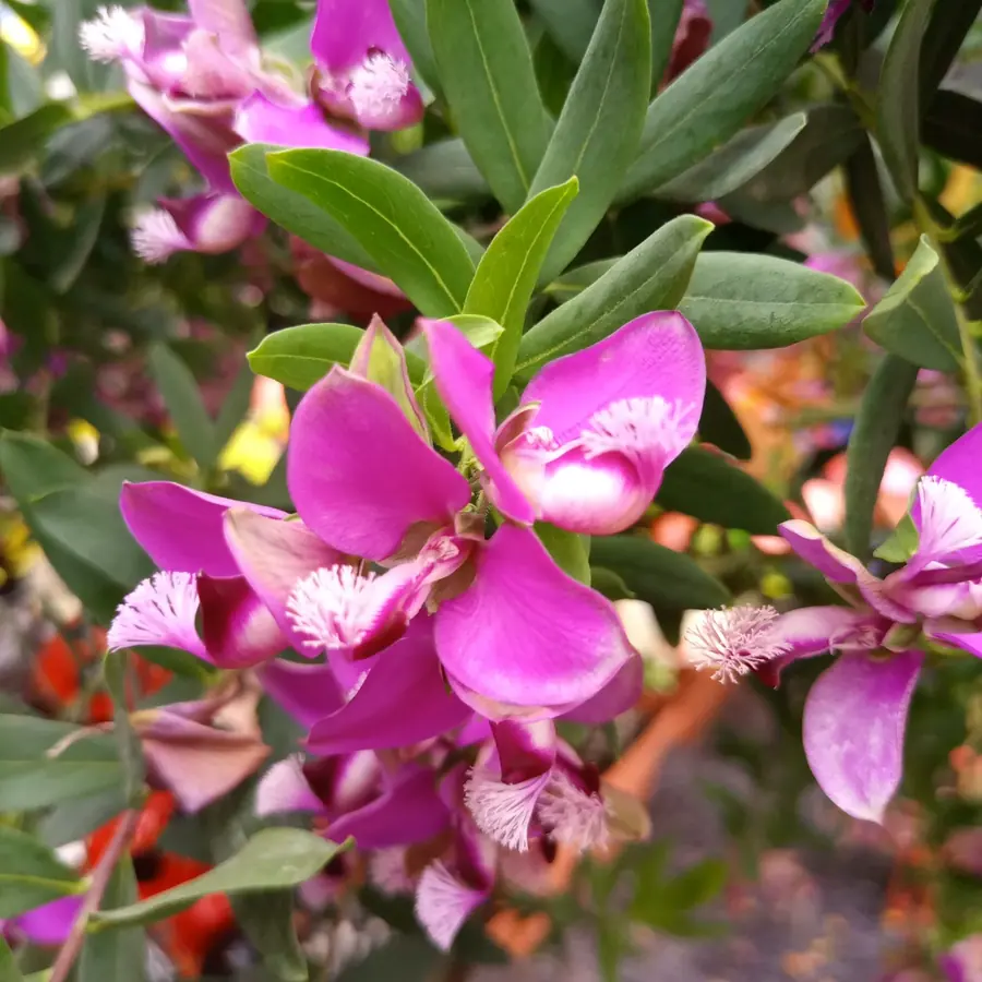 Gros plan de fleurs fraîches réalisée par MC Maison des Créations, fleuriste à Beuvrages