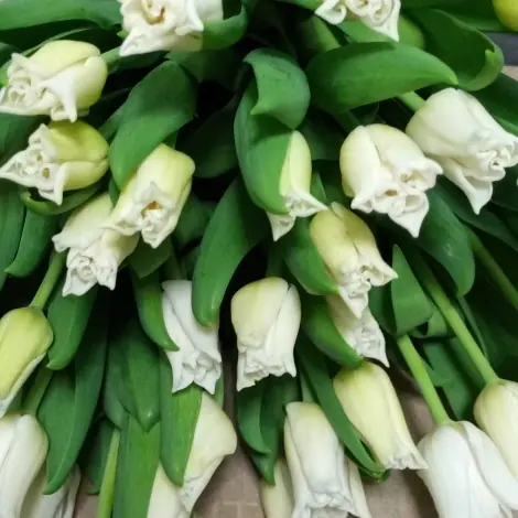 Gros plan de fleurs fraîches réalisée par MC Maison des Créations, fleuriste à Beuvrages