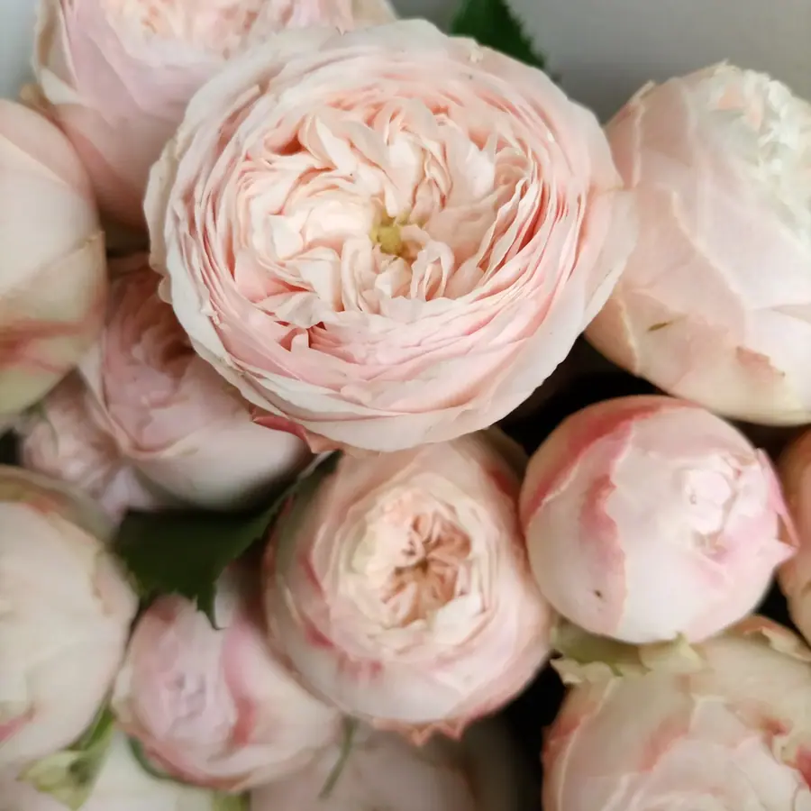Gros plan de fleurs fraîches réalisée par MC Maison des Créations, fleuriste à Beuvrages