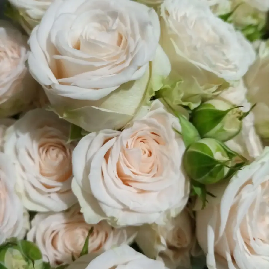 Gros plan de fleurs fraîches réalisée par MC Maison des Créations, fleuriste à Beuvrages