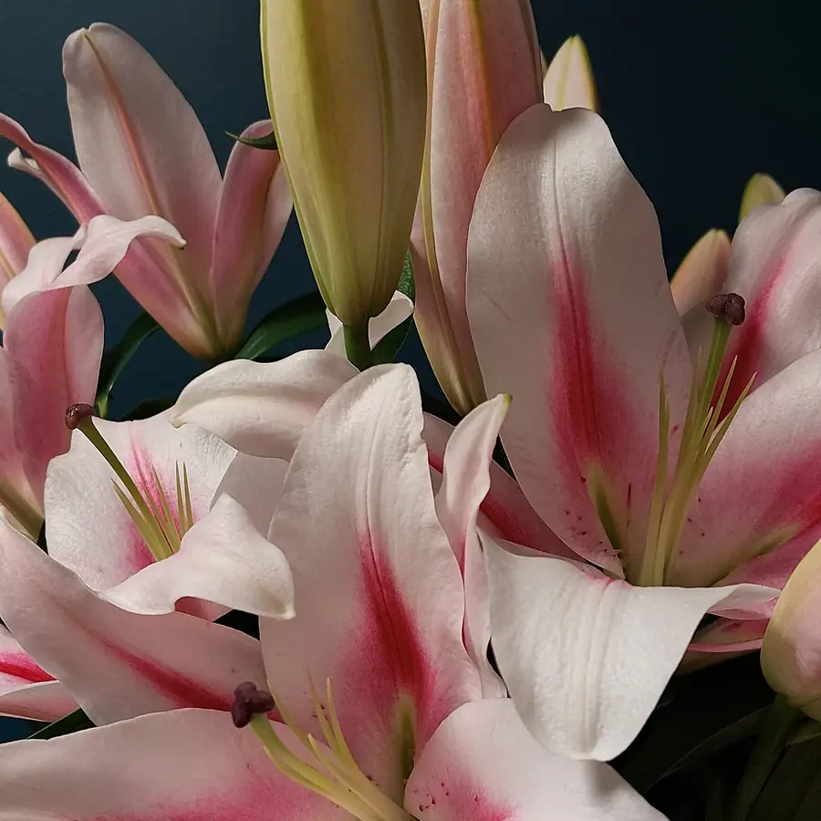 Gros plan de fleurs fraîches réalisée par MC Maison des Créations, fleuriste à Beuvrages
