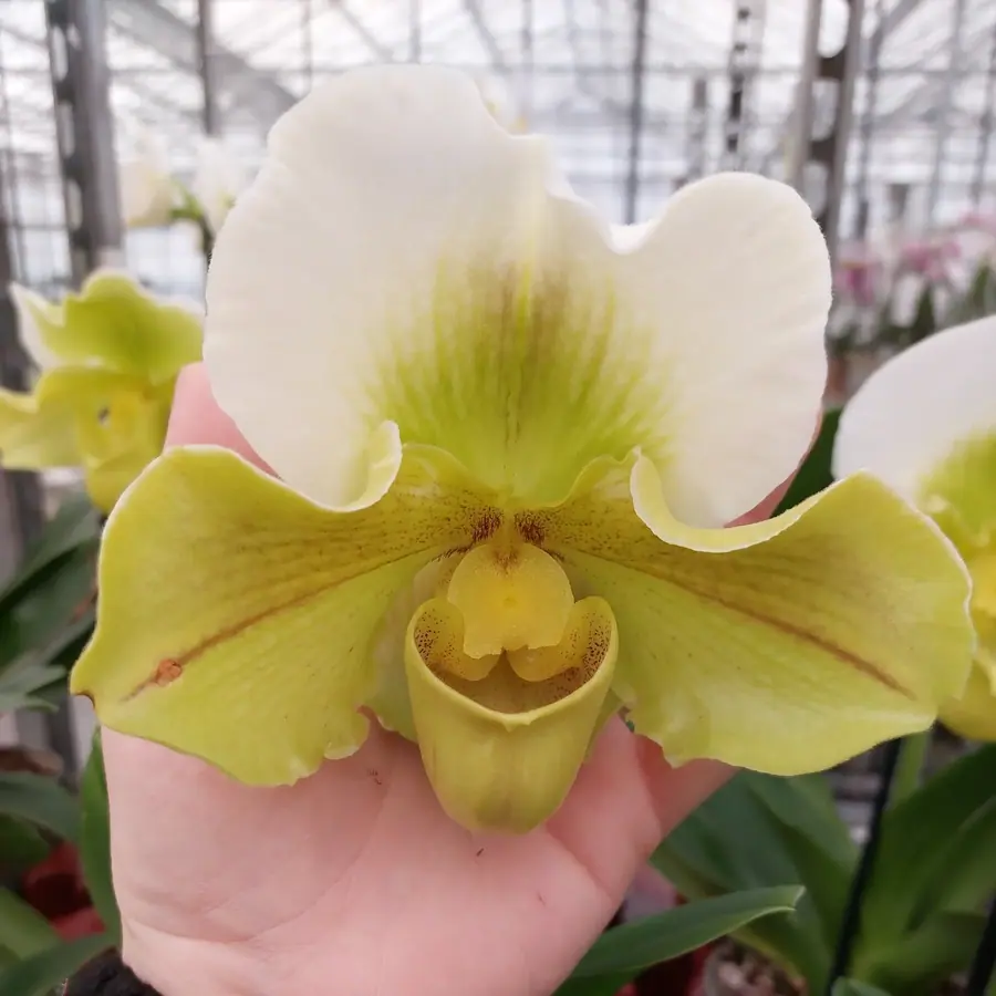 Gros plan de fleurs fraîches réalisée par MC Maison des Créations, fleuriste à Beuvrages
