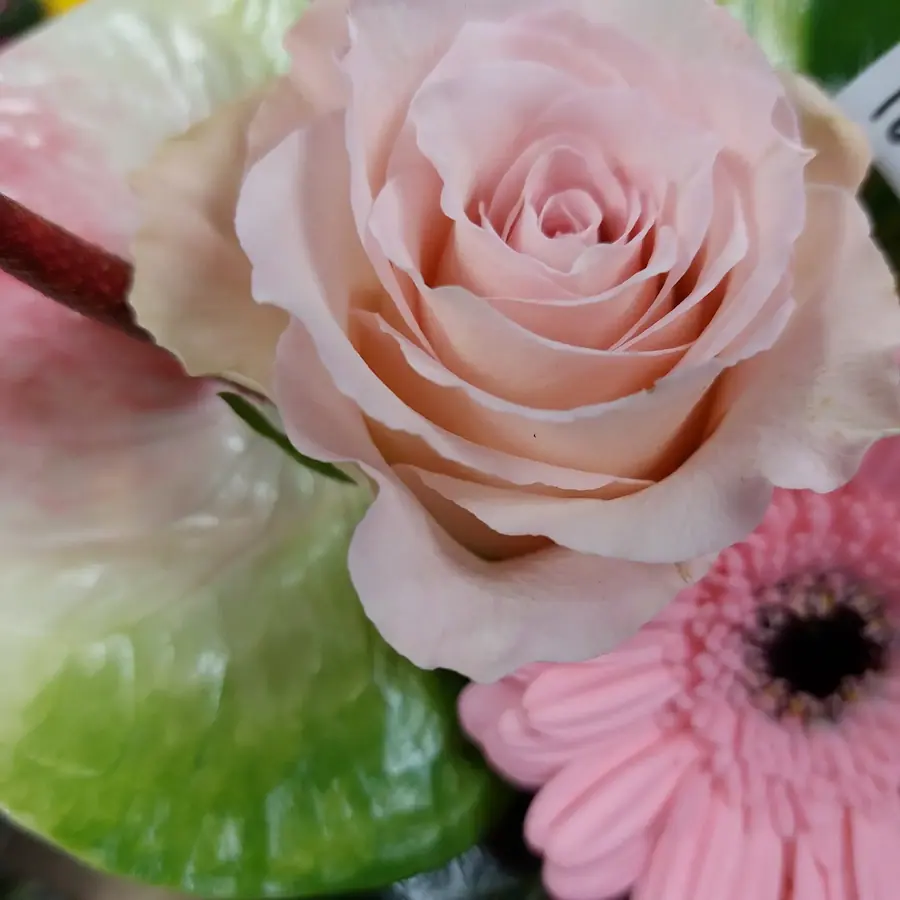 Gros plan de fleurs fraîches réalisée par MC Maison des Créations, fleuriste à Beuvrages