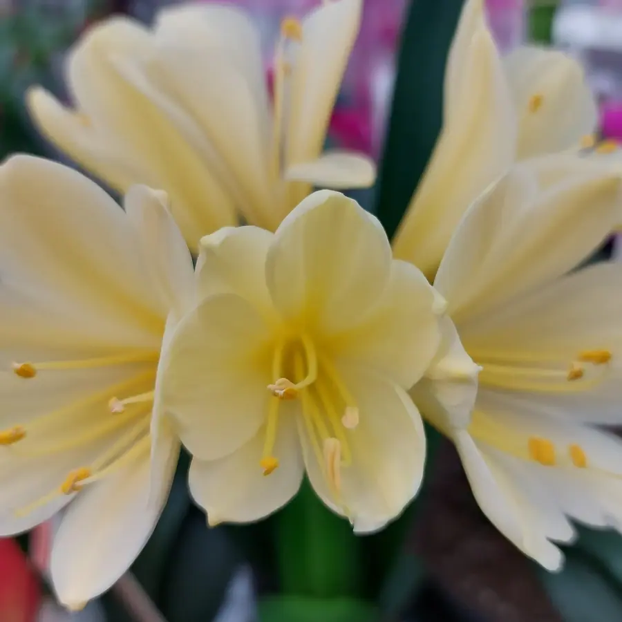 Gros plan de fleurs fraîches réalisée par MC Maison des Créations, fleuriste à Beuvrages
