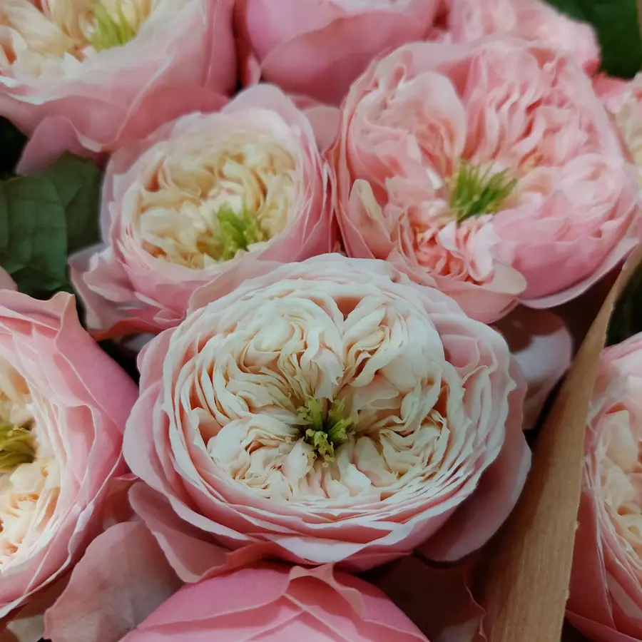 Gros plan de fleurs fraîches réalisée par MC Maison des Créations, fleuriste à Beuvrages