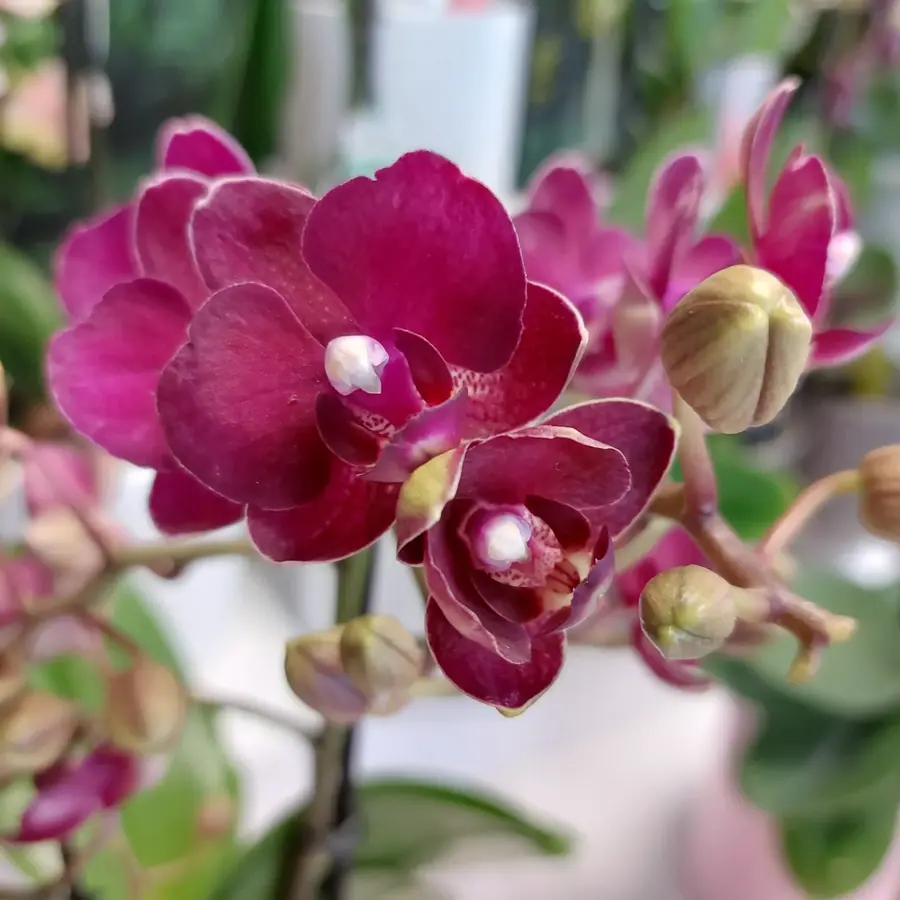Gros plan de fleurs fraîches réalisée par MC Maison des Créations, fleuriste à Beuvrages