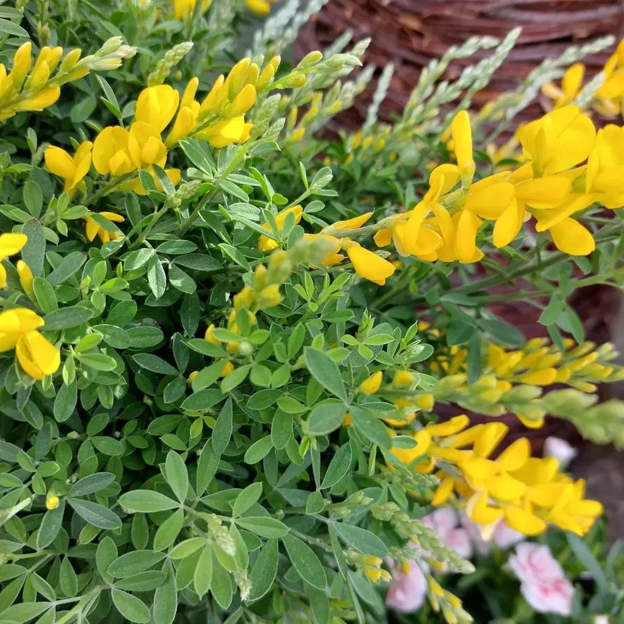 Gros plan de fleurs fraîches réalisée par MC Maison des Créations, fleuriste à Beuvrages