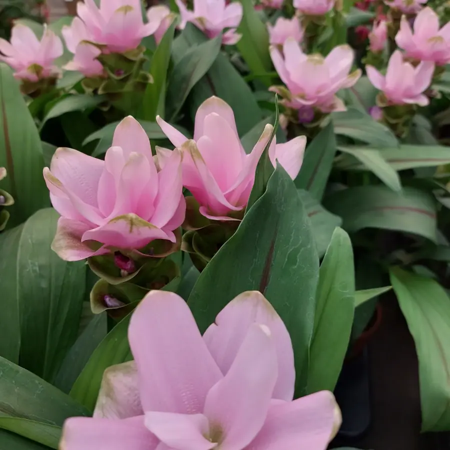 Gros plan de fleurs fraîches réalisée par MC Maison des Créations, fleuriste à Beuvrages