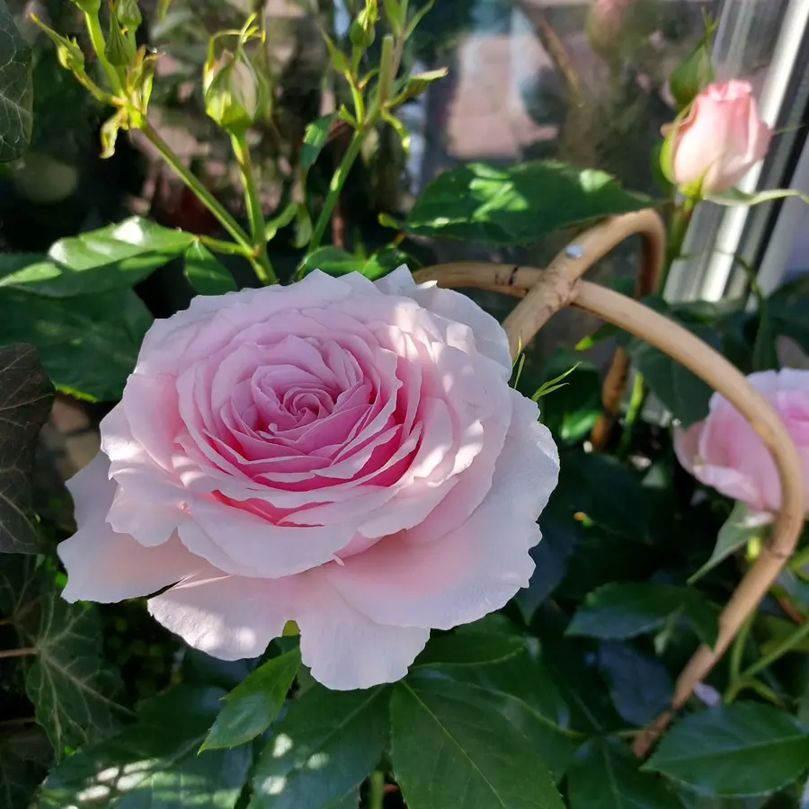 Gros plan de fleurs fraîches réalisée par MC Maison des Créations, fleuriste à Beuvrages