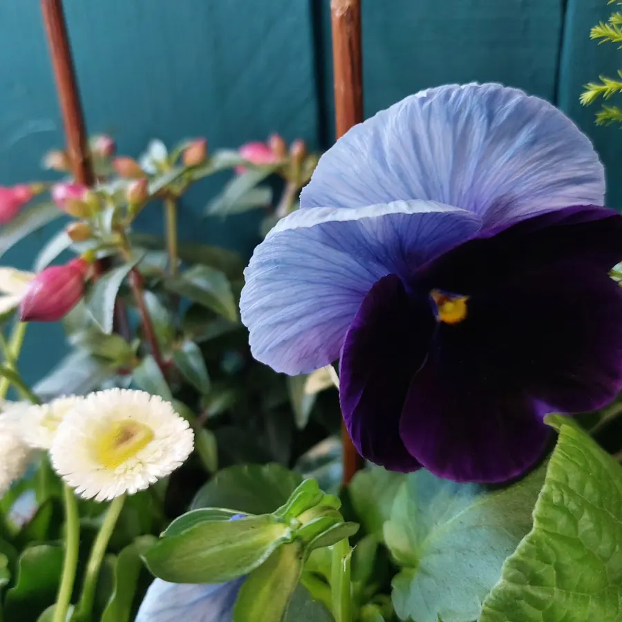 Gros plan de fleurs fraîches réalisée par MC Maison des Créations, fleuriste à Beuvrages