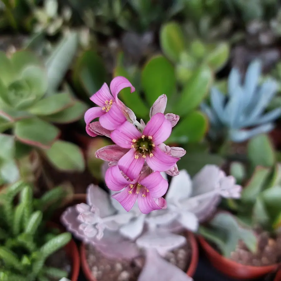 Gros plan de fleurs fraîches réalisée par MC Maison des Créations, fleuriste à Beuvrages