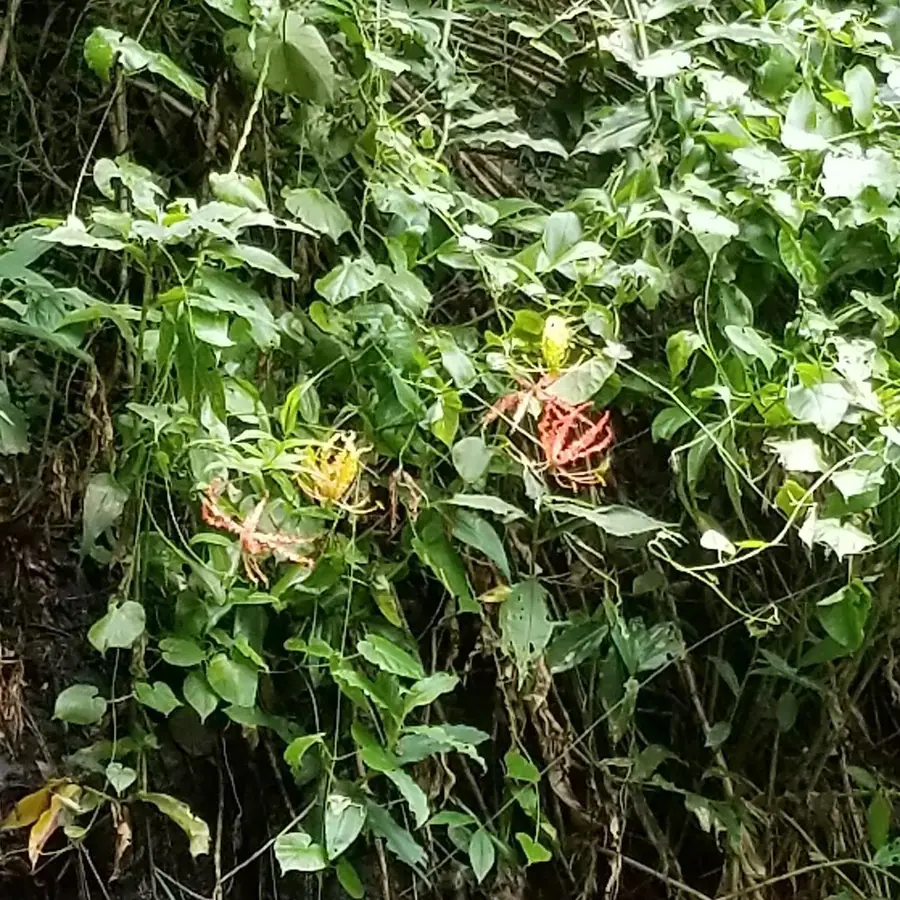 Création florale réalisée par MC Maison des Créations, fleuriste à Beuvrages