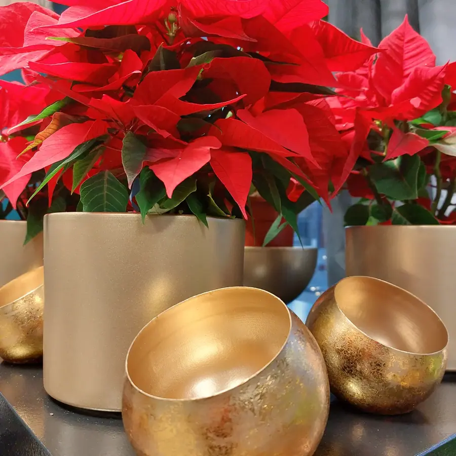 Décoration florale de Noël réalisée par MC Maison des Créations, fleuriste à Beuvrages