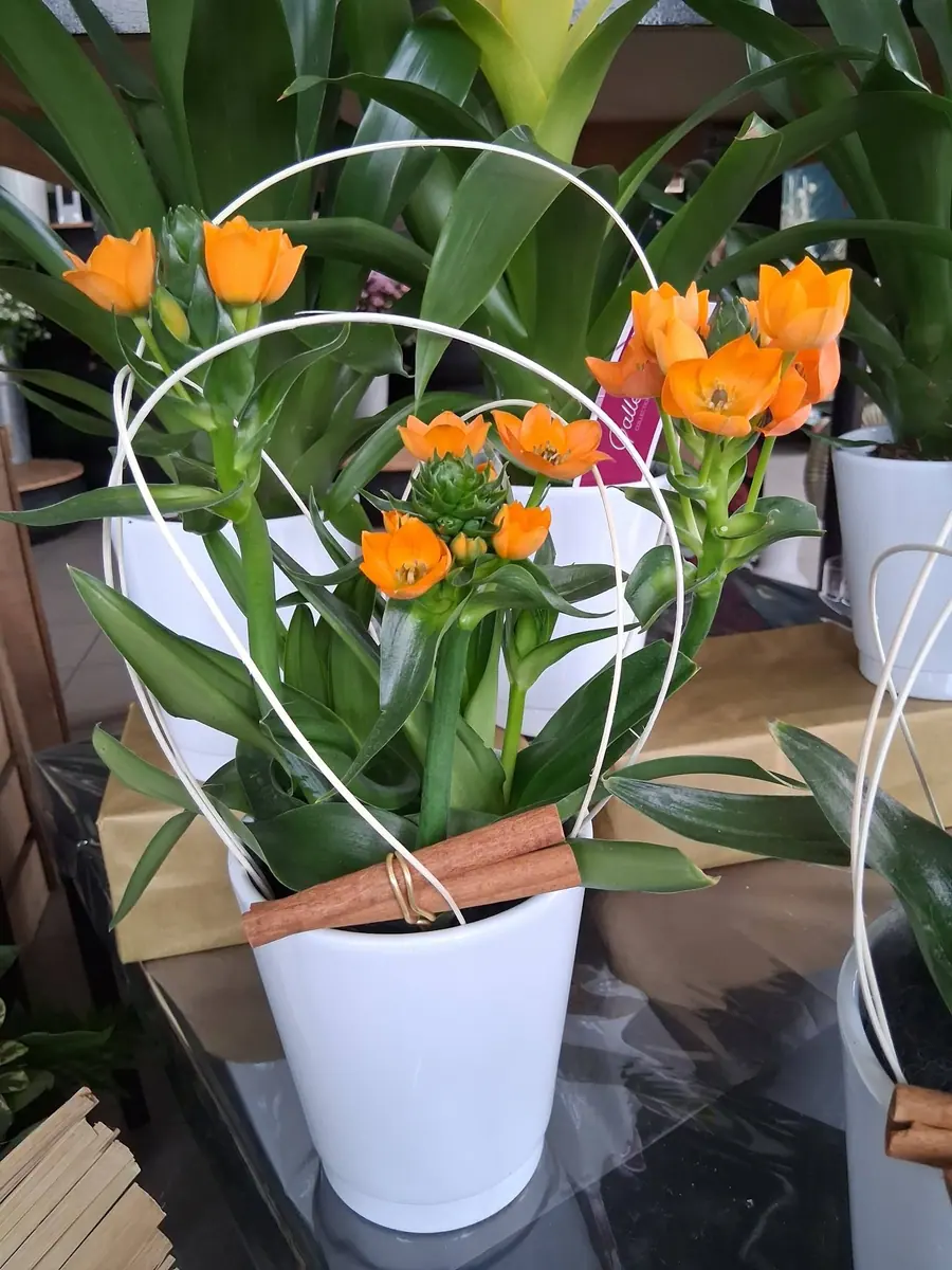 Album Plantes et jardin