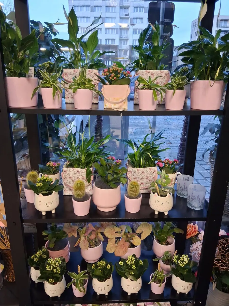 Plante et composition végétale réalisée par MC Maison des Créations, fleuriste à Beuvrages