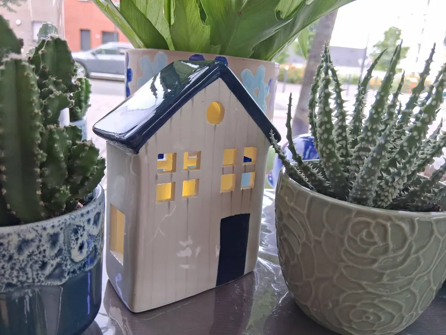 Plante et composition végétale réalisée par MC Maison des Créations, fleuriste à Beuvrages