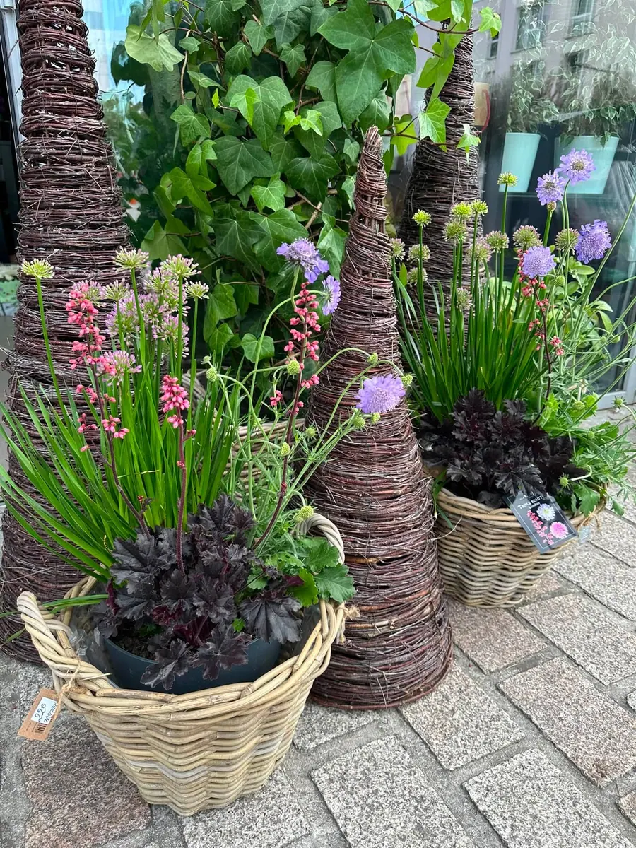 Plante et composition végétale réalisée par MC Maison des Créations, fleuriste à Beuvrages