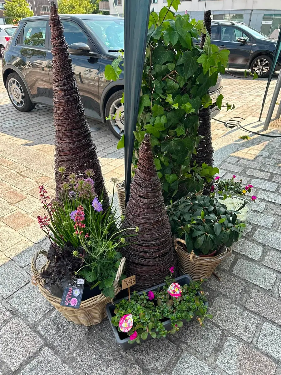 Plante et composition végétale réalisée par MC Maison des Créations, fleuriste à Beuvrages