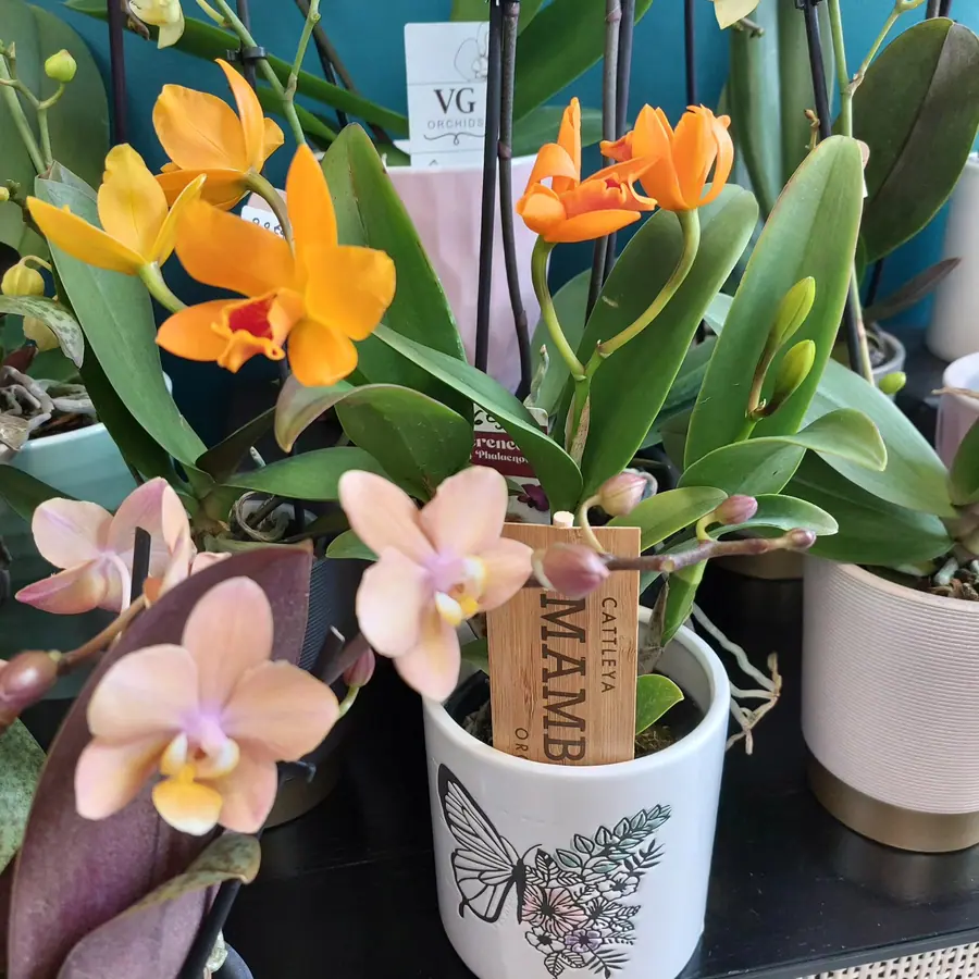 Plante et composition végétale réalisée par MC Maison des Créations, fleuriste à Beuvrages