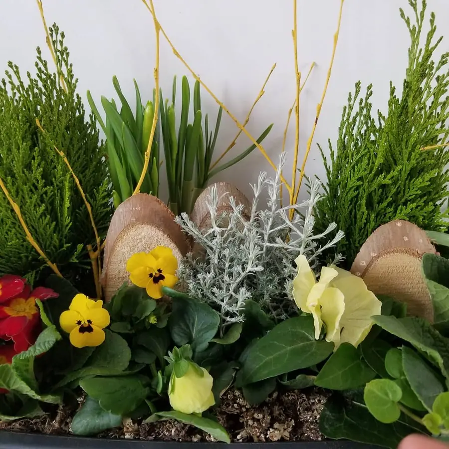 Plante et composition végétale réalisée par MC Maison des Créations, fleuriste à Beuvrages