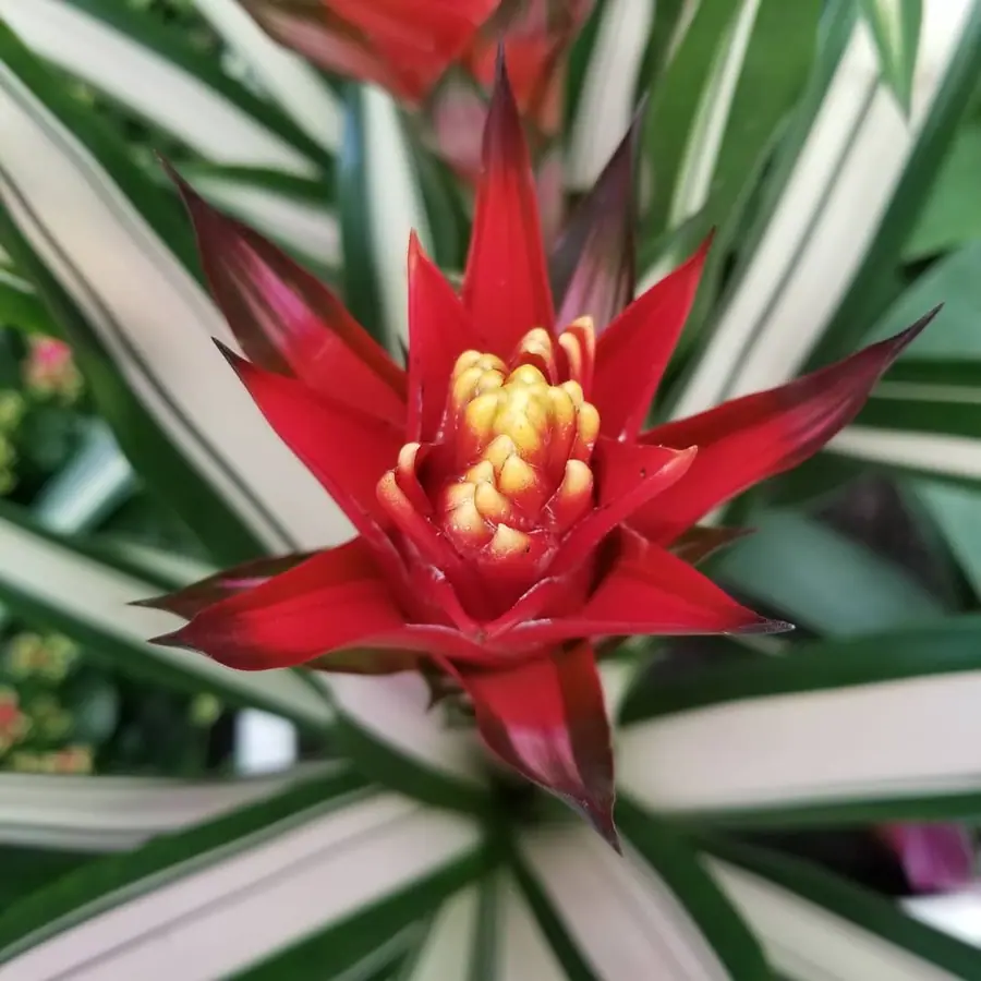 Plante et composition végétale réalisée par MC Maison des Créations, fleuriste à Beuvrages