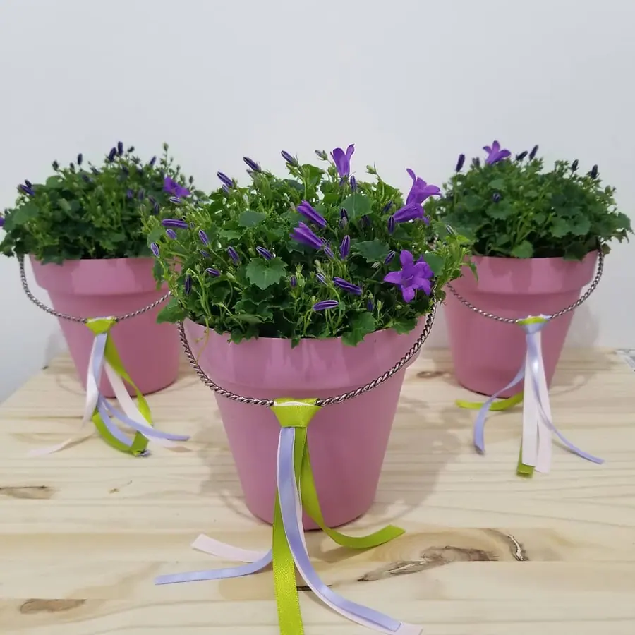 Plante et composition végétale réalisée par MC Maison des Créations, fleuriste à Beuvrages