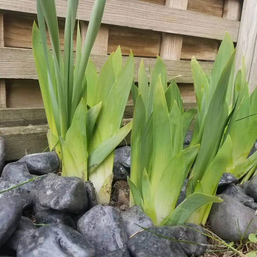 Plante et composition végétale réalisée par MC Maison des Créations, fleuriste à Beuvrages