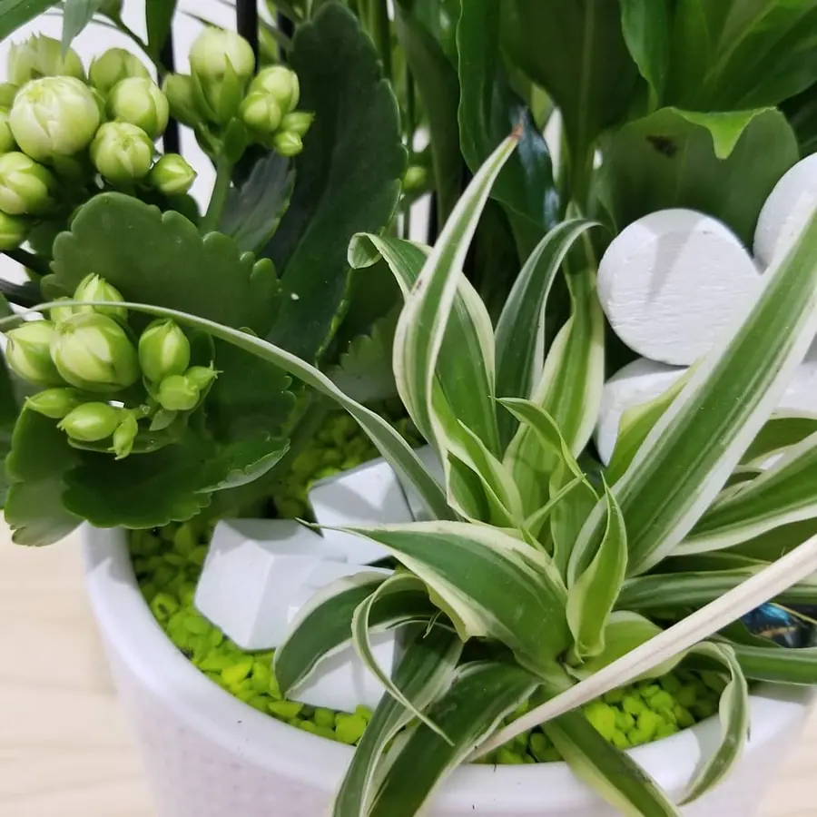 Plante et composition végétale réalisée par MC Maison des Créations, fleuriste à Beuvrages