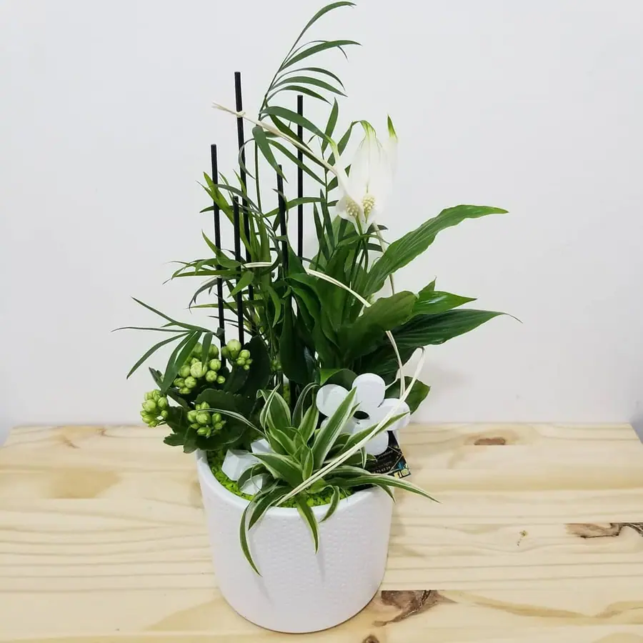 Plante et composition végétale réalisée par MC Maison des Créations, fleuriste à Beuvrages