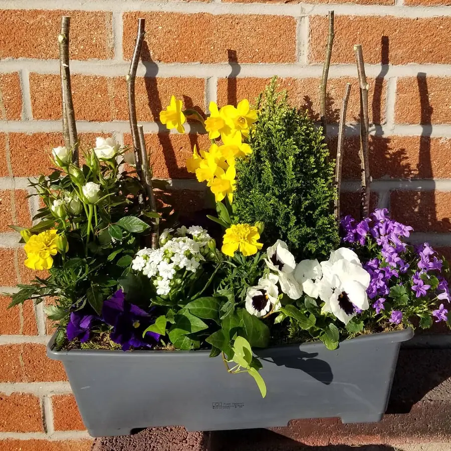 Plante et composition végétale réalisée par MC Maison des Créations, fleuriste à Beuvrages