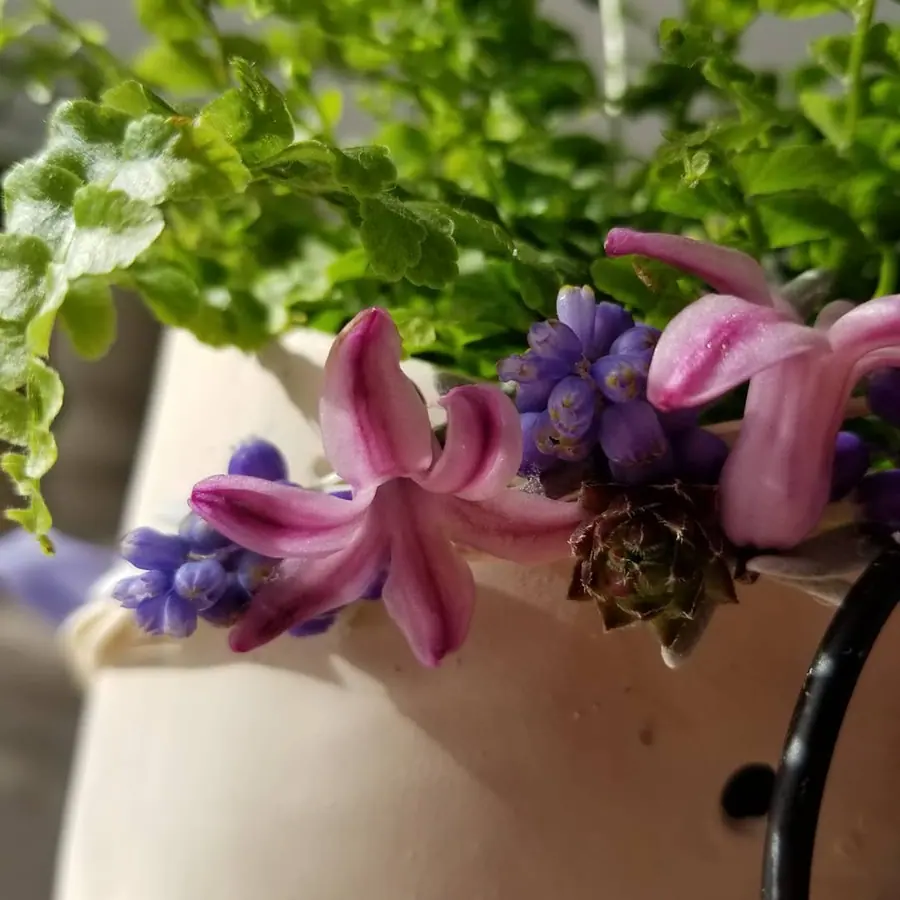 Plante et composition végétale réalisée par MC Maison des Créations, fleuriste à Beuvrages