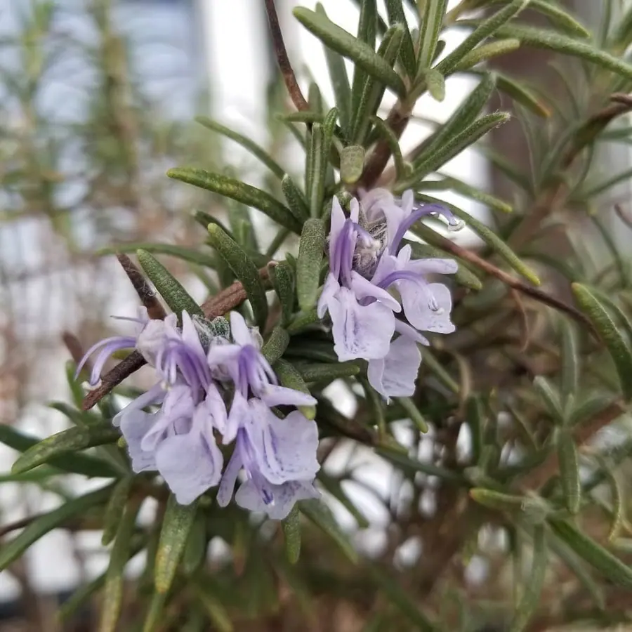 Plante et composition végétale réalisée par MC Maison des Créations, fleuriste à Beuvrages