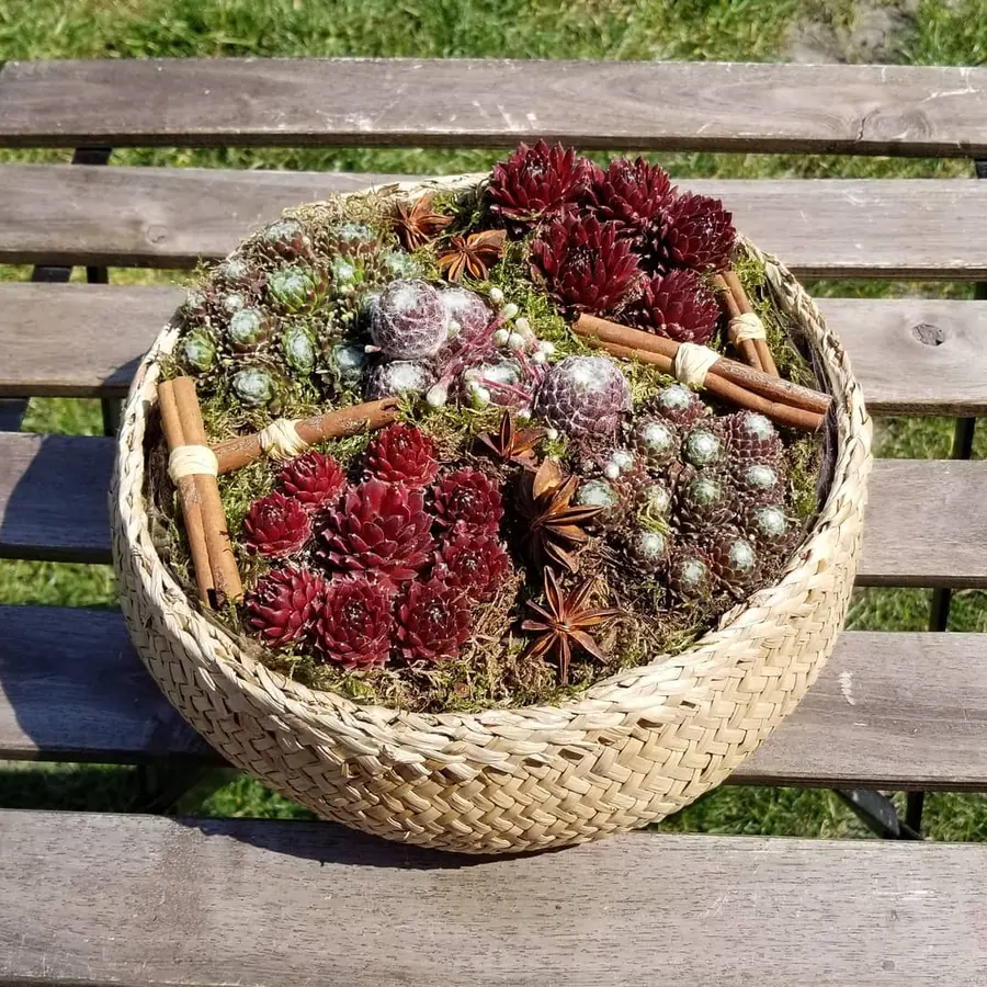 Plante et composition végétale réalisée par MC Maison des Créations, fleuriste à Beuvrages