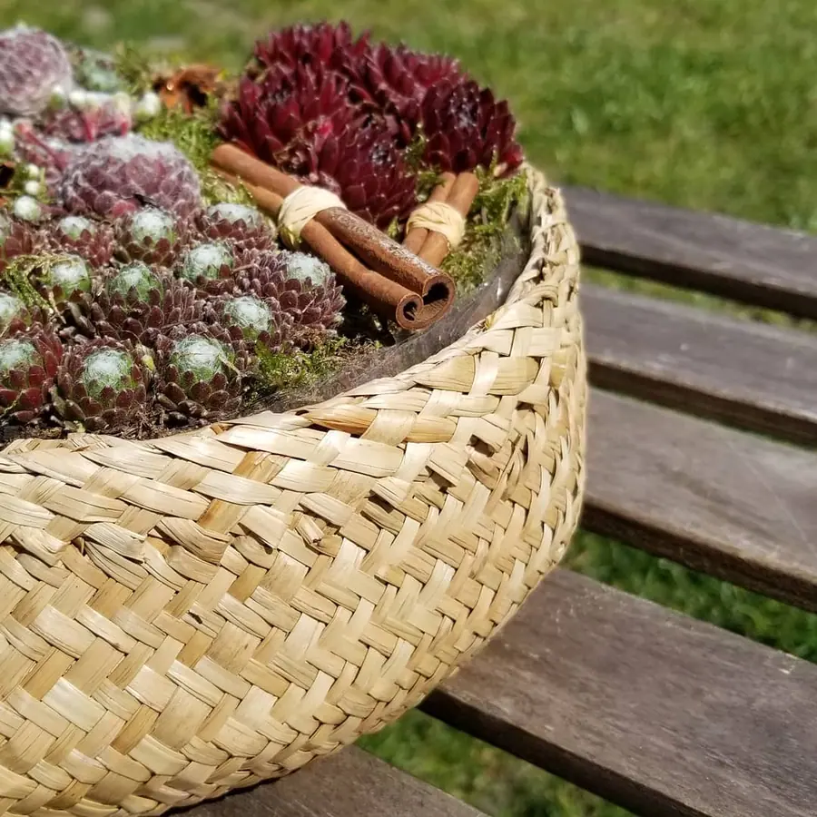 Plante et composition végétale réalisée par MC Maison des Créations, fleuriste à Beuvrages