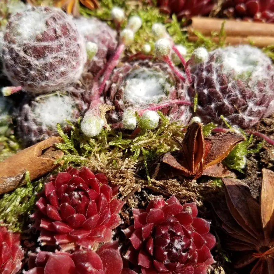 Plante et composition végétale réalisée par MC Maison des Créations, fleuriste à Beuvrages